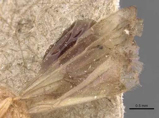 Pseudolasius minutus - CASENT0905657