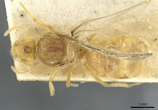 Pseudolasius minutus - CASENT0910987