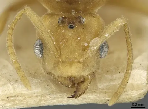 Pseudolasius minutus - CASENT0910987