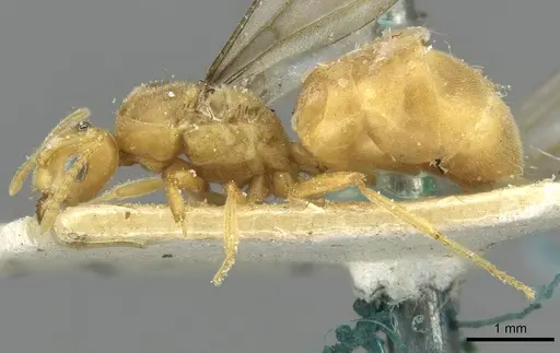 Pseudolasius minutus - CASENT0910987