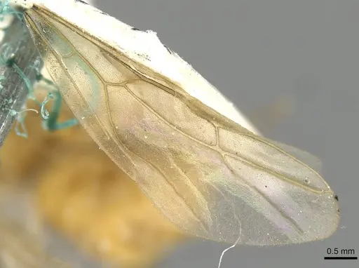 Pseudolasius minutus - CASENT0910987