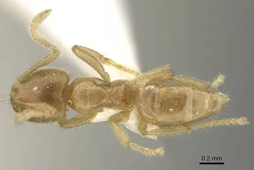 Pseudolasius minutus - CASENT0919873