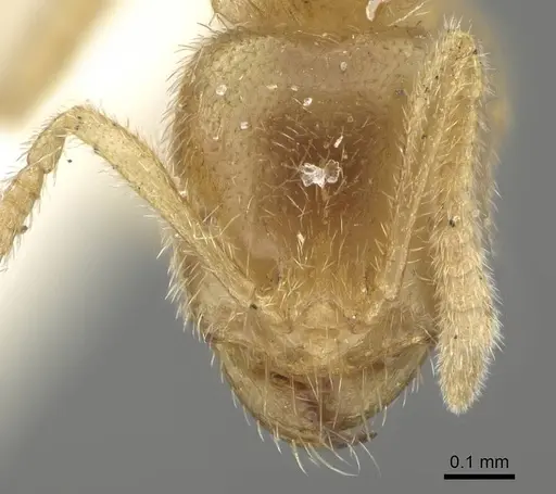 Pseudolasius minutus - CASENT0919873