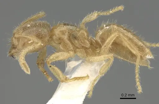 Pseudolasius minutus - CASENT0919873