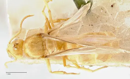 Pseudolasius minutus - FOCOL2692