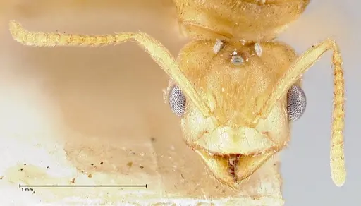 Pseudolasius minutus - FOCOL2692