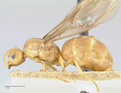 Pseudolasius minutus - FOCOL2692