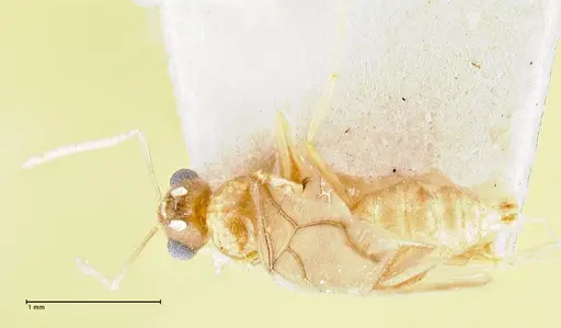 Pseudolasius minutus - FOCOL2693