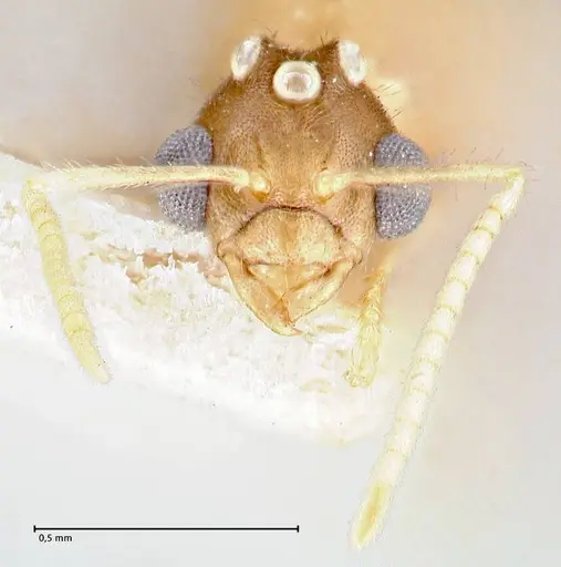 Pseudolasius minutus - FOCOL2693