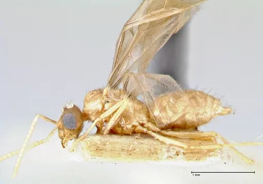 Pseudolasius minutus - FOCOL2693