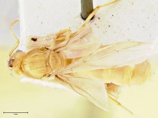 Pseudolasius minutus - FOCOL2694