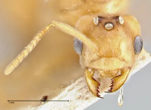 Pseudolasius minutus - FOCOL2694