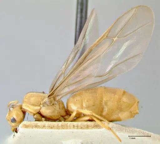 Pseudolasius minutus - FOCOL2694