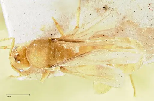 Pseudolasius minutus - FOCOL2695