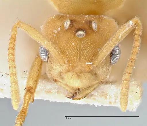 Pseudolasius minutus - FOCOL2695