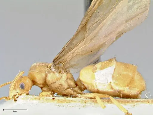 Pseudolasius minutus - FOCOL2695