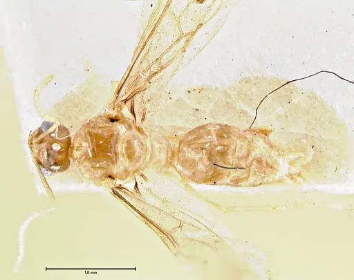 Pseudolasius minutus - FOCOL2696