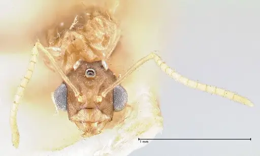 Pseudolasius minutus - FOCOL2696