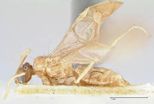 Pseudolasius minutus - FOCOL2696