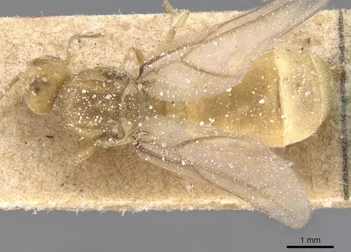 Pseudolasius overbecki specimen