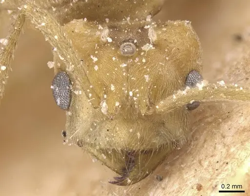 Pseudolasius overbecki specimen