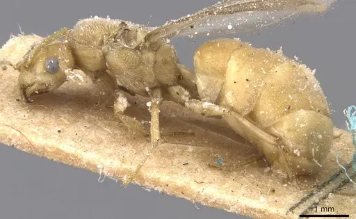 Pseudolasius overbecki specimen