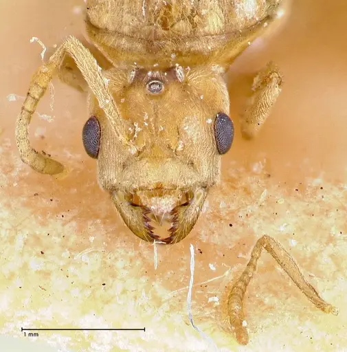 Pseudolasius overbecki - FOCOL2678