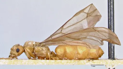 Pseudolasius overbecki - FOCOL2678