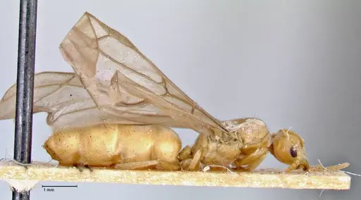 Pseudolasius overbecki - FOCOL2678