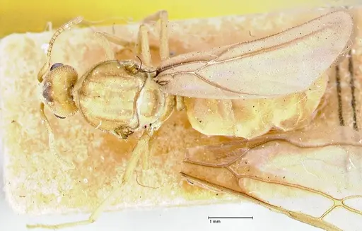 Pseudolasius overbecki - FOCOL2679