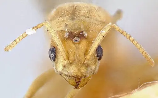 Pseudolasius overbecki - FOCOL2679