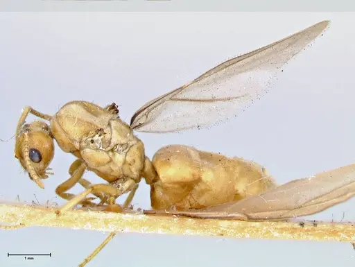 Pseudolasius overbecki - FOCOL2679