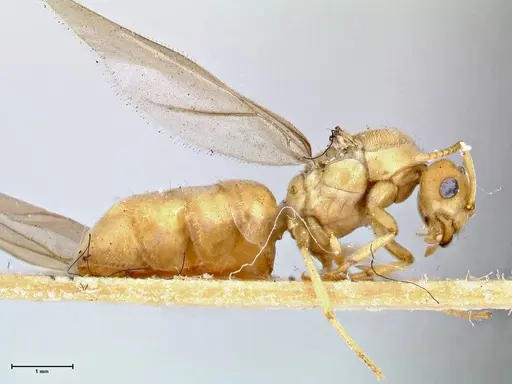 Pseudolasius overbecki - FOCOL2679