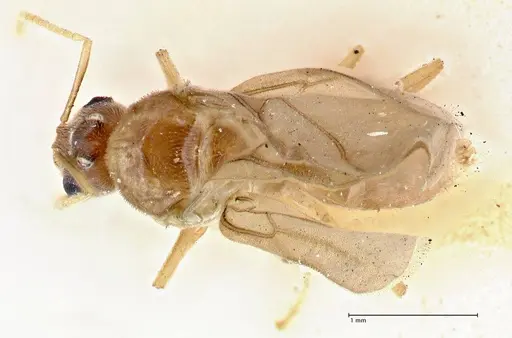 Pseudolasius overbecki - FOCOL2680