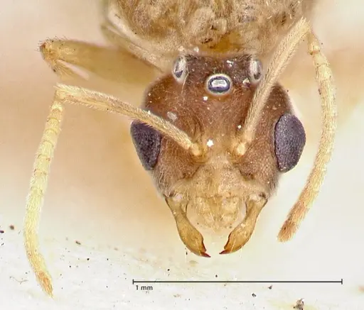 Pseudolasius overbecki - FOCOL2680