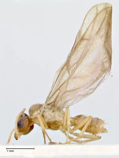Pseudolasius overbecki - FOCOL2680