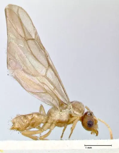 Pseudolasius overbecki - FOCOL2680