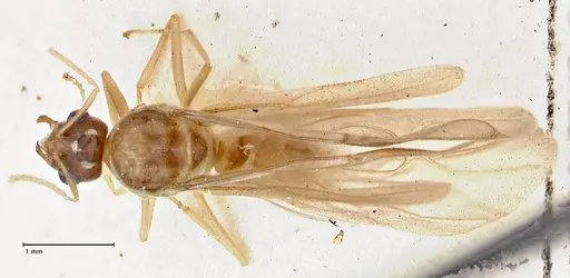 Pseudolasius overbecki - FOCOL2681