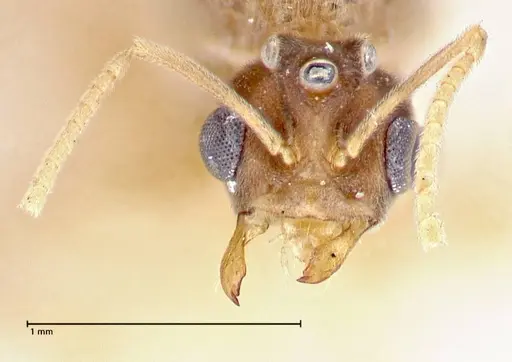 Pseudolasius overbecki - FOCOL2681