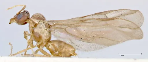 Pseudolasius overbecki - FOCOL2681