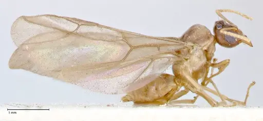 Pseudolasius overbecki - FOCOL2681