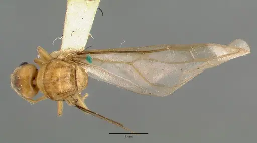 Pseudolasius pallidus specimen
