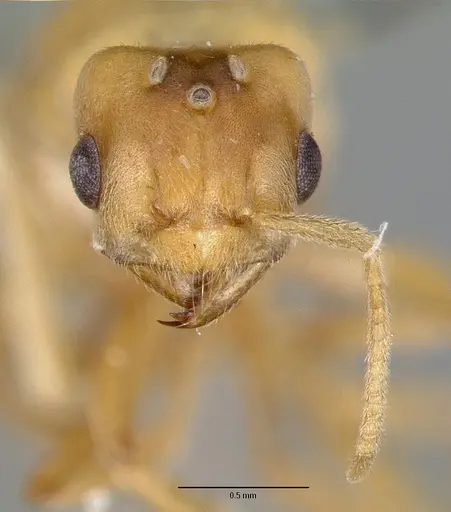 Pseudolasius pallidus specimen