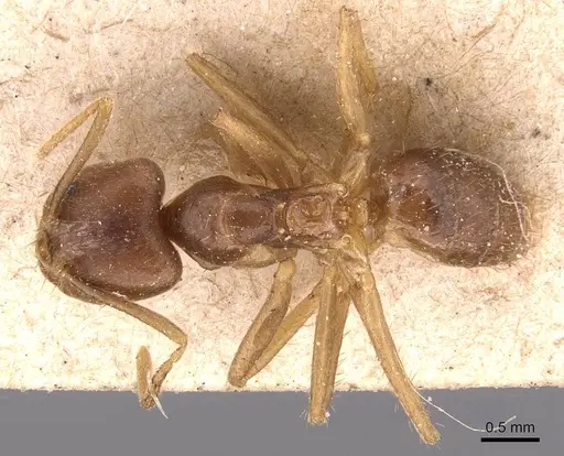 Pseudolasius pheidolinus specimen
