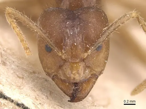 Pseudolasius pheidolinus specimen
