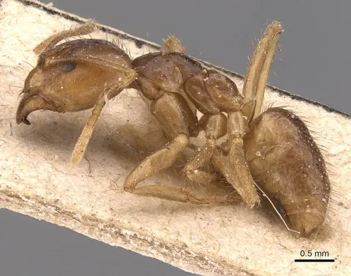 Pseudolasius pheidolinus specimen