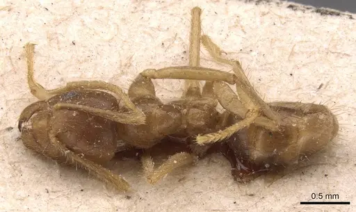 Pseudolasius pheidolinus - CASENT0905651