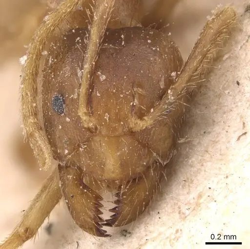 Pseudolasius pheidolinus - CASENT0905651