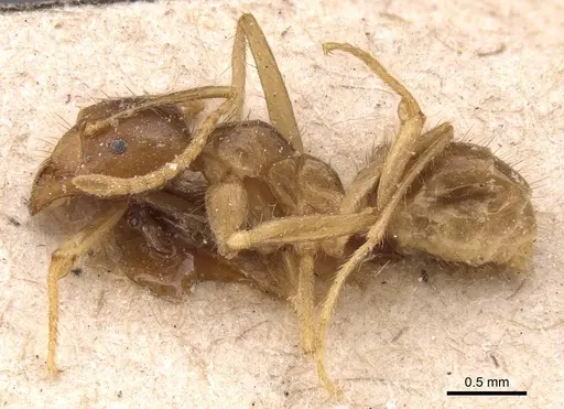 Pseudolasius pheidolinus - CASENT0905651