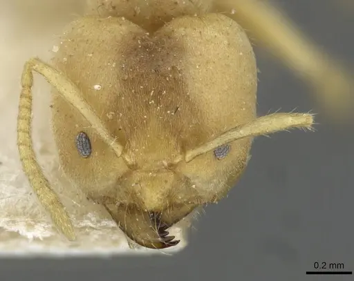 Pseudolasius pygmaeus specimen